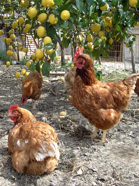 Galline