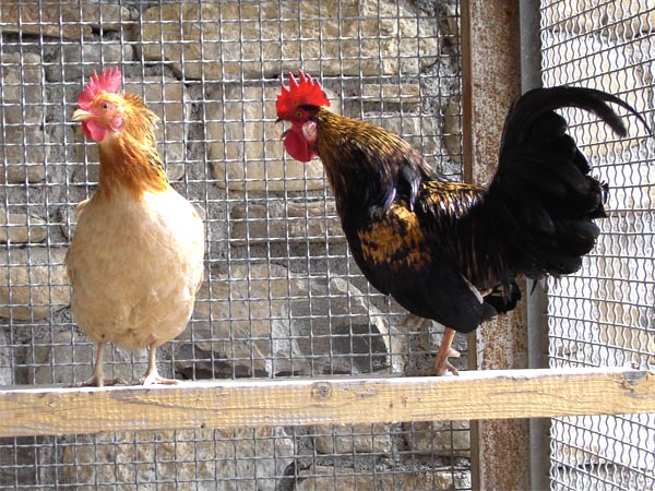Gallo e gallina