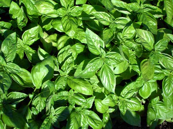  basilico