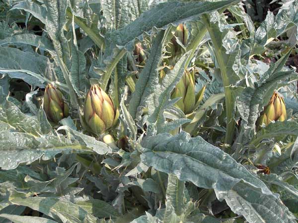 i carciofi