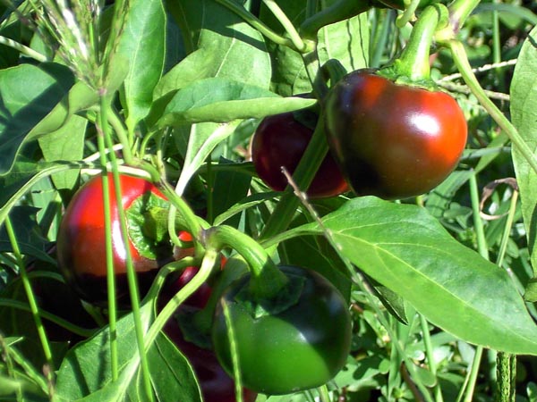 peperoncini