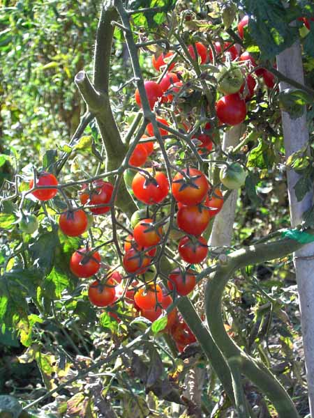 pomodorini